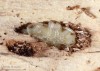 kozlíček skvrnitý (Brouci), Leiopus nebulosus, Cerambycidae, Acanthocinini (Coleoptera)